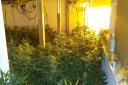 A cannabis farm found in Platt Bridge