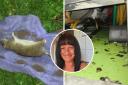 Woman lives in fear of going in garden after 'super rats' take over