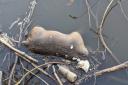 Pocket bully with cropped ears is found dead in Manchester Ship Canal