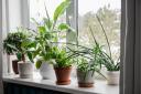 Houseplants can help you get rid of bad smells, including cooking odours, in your home