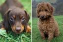 Dachshund and Cockapoo parties to return to Bolton