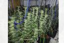 Large cannabis farm uncovered at Bolton house