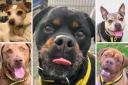 These 5 dogs are looking for forever homes - can you help? Adoption details are on the Dogs Trust website