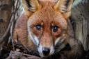 Merseyside fox rescuers receive share of £1million fund