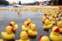 Thousands of ducks will be racing down the river Teme