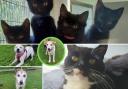 These animals at the North Lancashire RSPCA need to find a forever home (RSPCA)