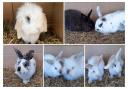 8 rabbits at the Blackpool & North Lancashire RSPCA need to find a forever home