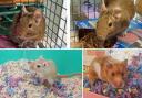 These three furry friends at the Blackpool & North Lancashire RSPCA need a forever home (RSPCA)