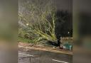 A tree fell last night in Chapletown Road.
