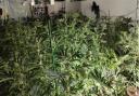 More than 500 cannabis plants were discovered