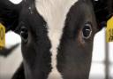 A still of a cow's face from the now-banned Vegan Friendly UK advert (Vegan Friendly UK/PA)