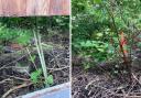 Japanese knotweed invading Sue's garden