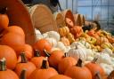Pumpkin patches you can visit near Bolton this Halloween (Canva)