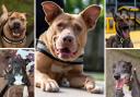 These 5 dogs with Dogs Trust Manchester are looking for new homes