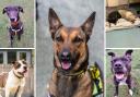 These 7 dogs at Dogs Trust Manchester are looking for new homes