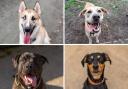 These 4 puppies need new and loving homes - can you help?