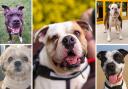 These 5 dogs with Dogs Trust Manchester are looking for new homes