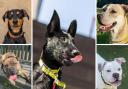 Here are 5 puppies looking for new homes - can you help?