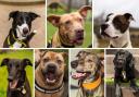 Here are 7 of the dogs waiting for a new home at Dogs Trust Manchester - can you adopt one?