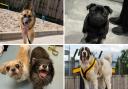 Can you help these 5 dogs as they look for their forever homes?