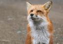 What smells effectively deter foxes from your garden?