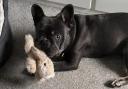 Baloo is looking for his forever home - could you help him?