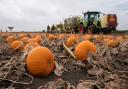 There are various pumpkin patches to find throughout Sussex Image: PA