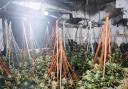 Police discovered a cannabis farm in Astley Bridge. Picture GMP Bolton North