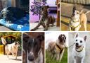Can you rehome one of these dogs?