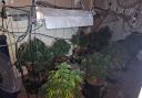 Cannabis farm found in Leigh