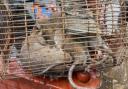 Rats have been reported all across Bolton in recent times