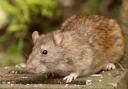 Rat Image: Getty