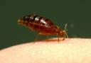 Over the last two years hotels in the UK have seen a 278% increase in the levels of bed bugs.