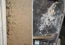 Pictures of mould at house in Little Hulton