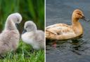 This week we have put together a collection of our Camera Club member’s gorgeous images of birds spotted across the borough.