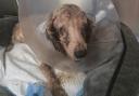 Merlin sadly had to be euthanised due to his condition