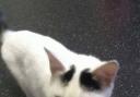 Help find missing Breightmet cat, Luna