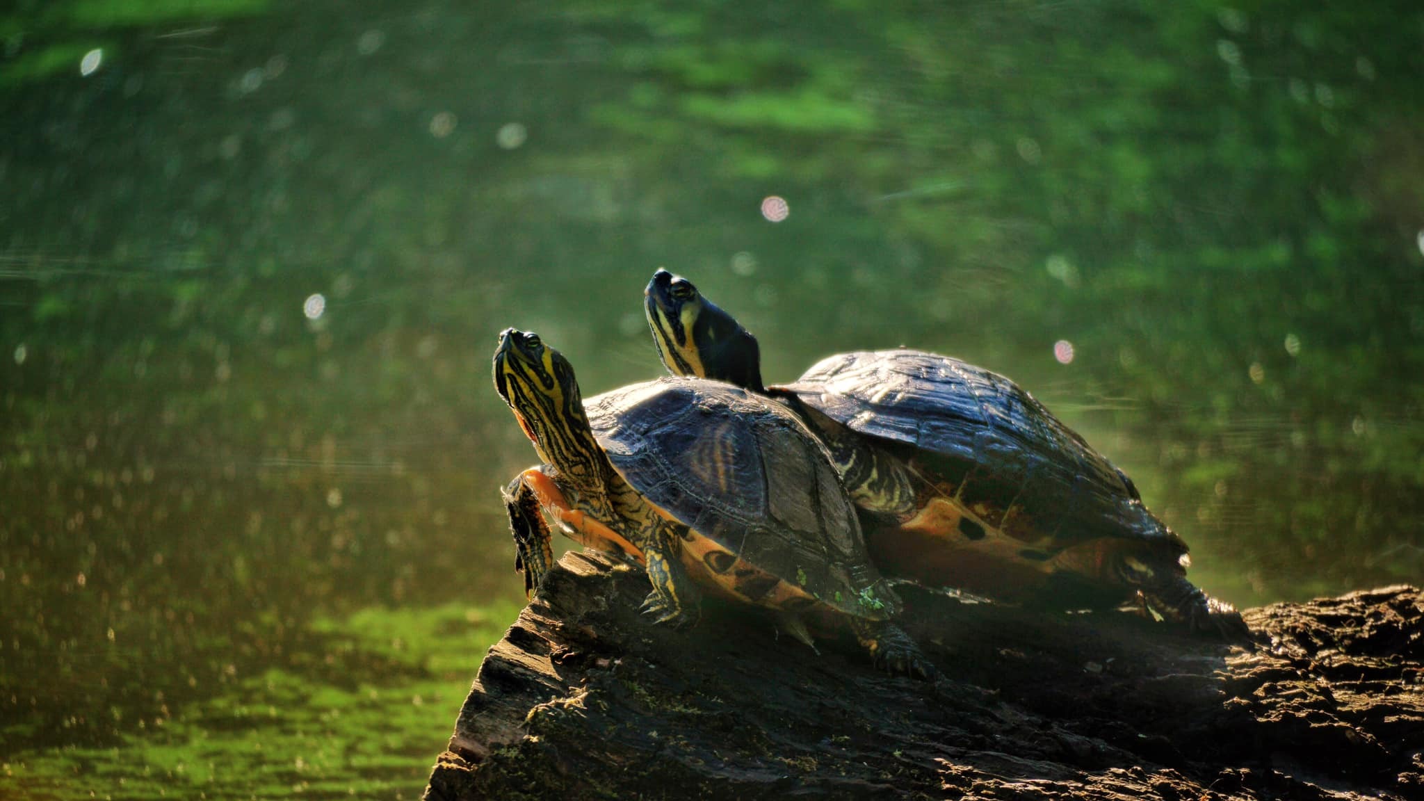 FUN: Two water turtles at Moses Gate Country Park taken by John Norris and then right Gillian McGowan took this photo at Rivington Pike