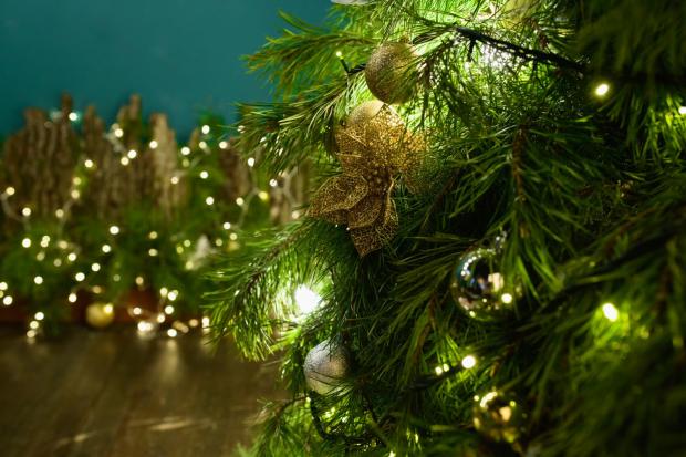 The Bolton News: Buy your Christmas tree online (Canva)