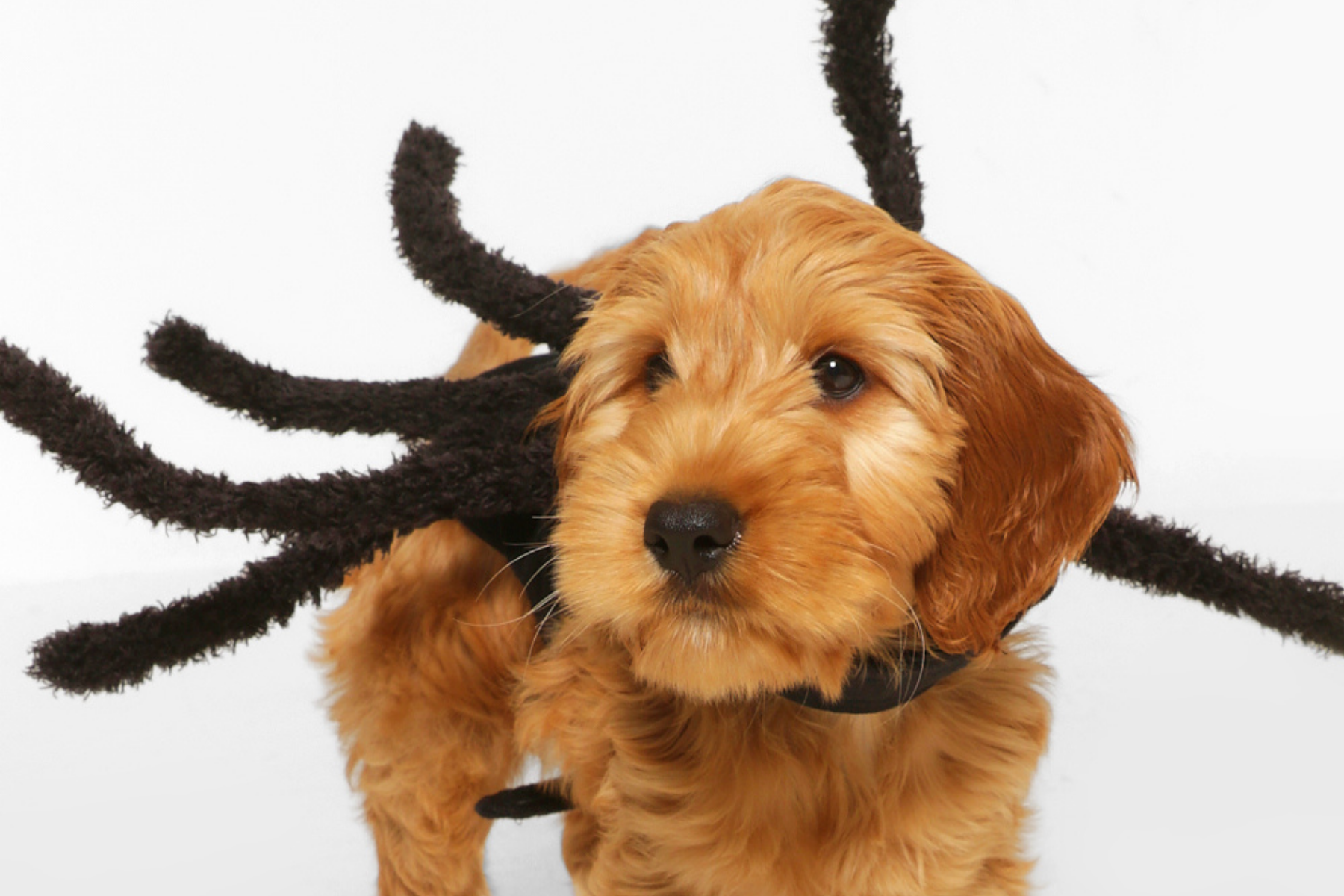 6 Halloween costume ideas for your dog