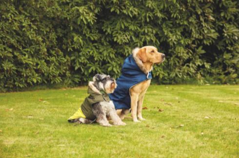 The Bolton News: Khaki Larger Dog Bomber Coat. (Aldi)