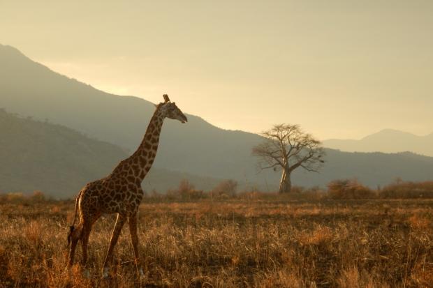 The Bolton News: A giraffe walking through the plains. Credit: Canva