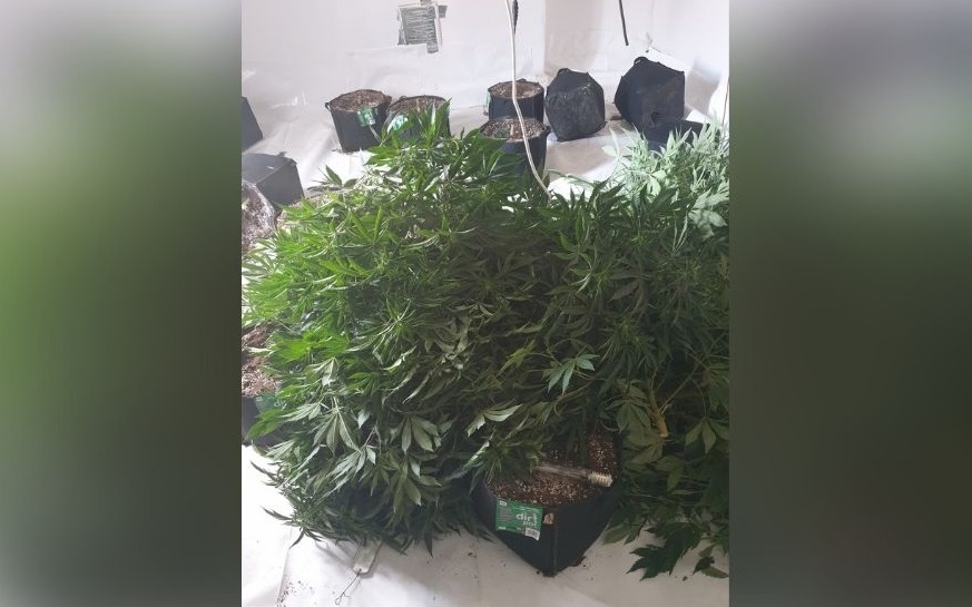 Cannabis farm found on Spring Lane, Radcliffe