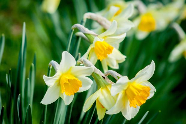The Bolton News: Daffodils (Canva)