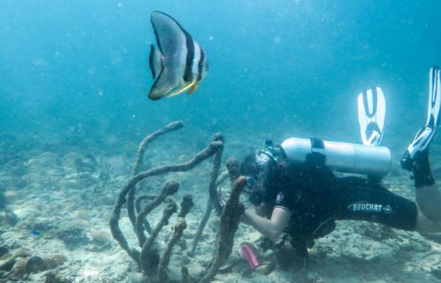 The Bolton News: Discover Conservation Diving. Credit: Tripadvisor