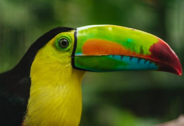 The Bolton News: Volunteer Program at Wildlife Rescue Centre in Costa Rica. Credit: Tripadvisor
