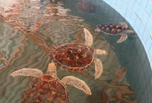 The Bolton News: Khao Lak: Bamboo Rafting & Sea Turtle Conservation Centre. Credit: Tripadvisor