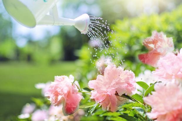The Bolton News: A watering can watering some pink flowers. Credit: Canva