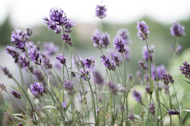 The Bolton News: Lavender field. Credit: Canva