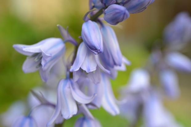 The Bolton News: Bluebells. Credit: Canva